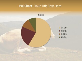 Field Herd Blond PowerPoint Template