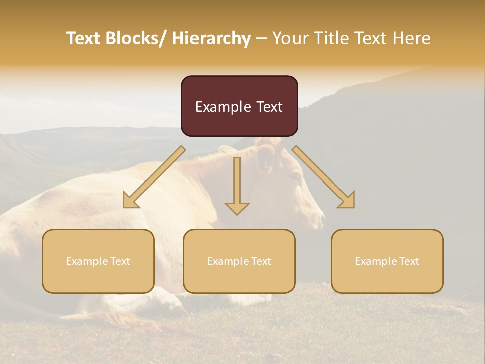 Field Herd Blond PowerPoint Template