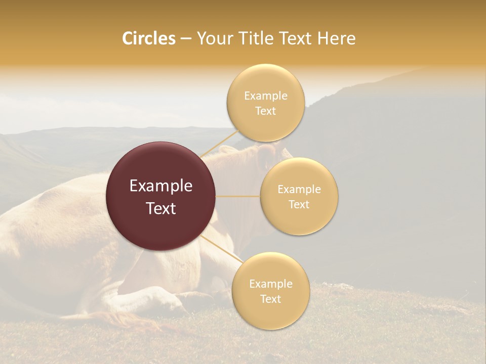 Field Herd Blond PowerPoint Template