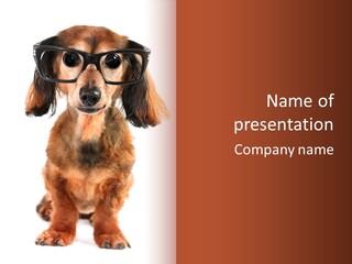 Studious Cute Wiener PowerPoint Template