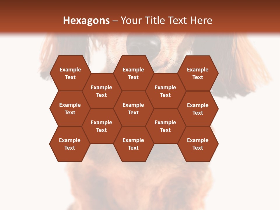 Studious Cute Wiener PowerPoint Template