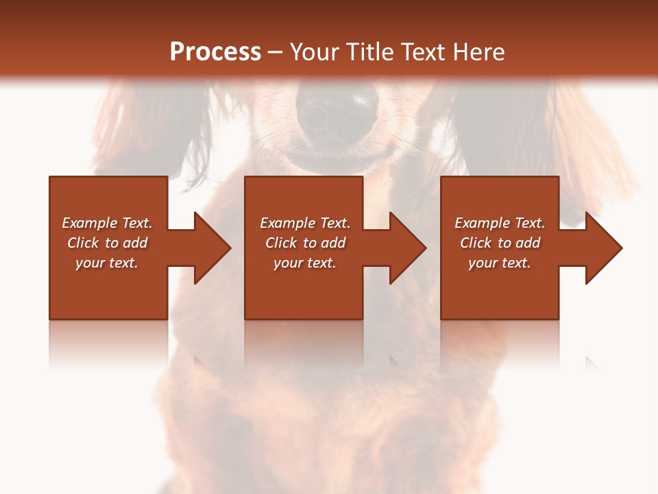 Studious Cute Wiener PowerPoint Template