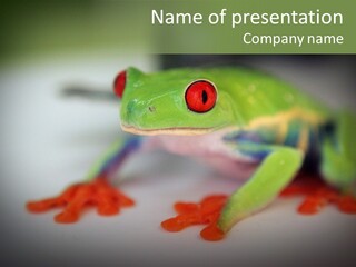 Reptile Tree Frog Colorful PowerPoint Template