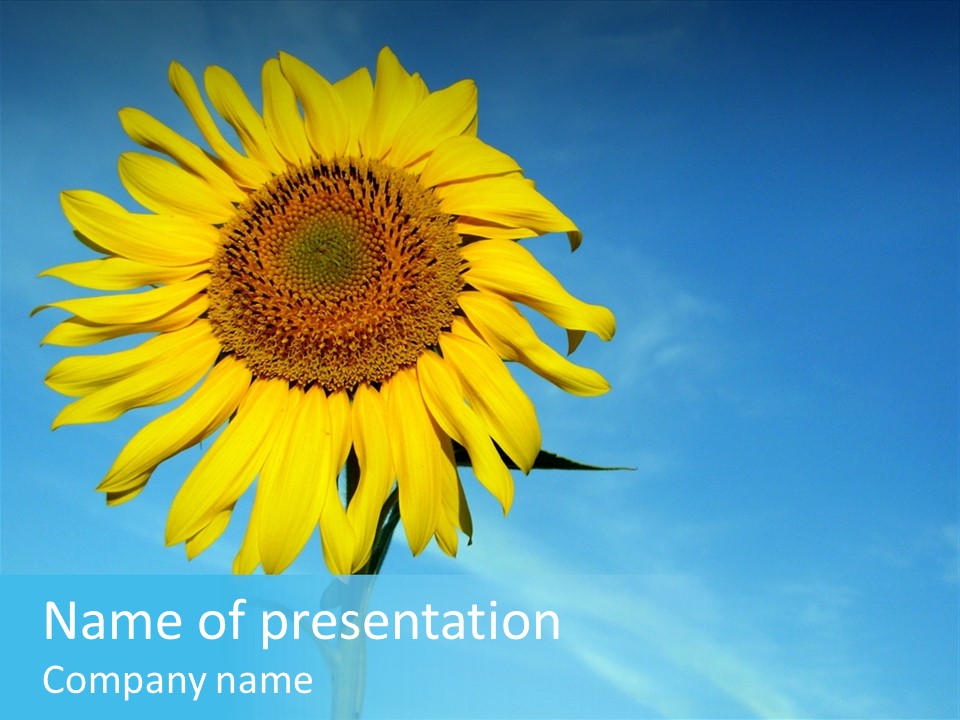 Blossom Yellow Flower PowerPoint Template