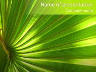 South Nature Yellow PowerPoint Template