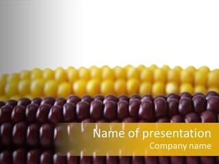 Kernel Corn Seed PowerPoint Template
