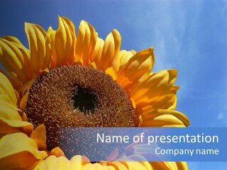 Nugget Petal Sunflower PowerPoint Template