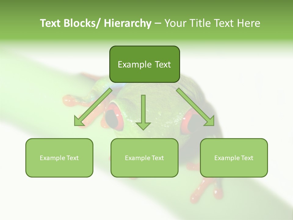 Isolated On White Looking Close Up PowerPoint Template