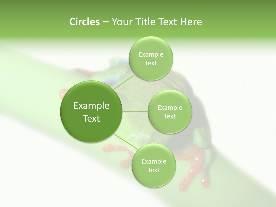 Isolated On White Looking Close Up PowerPoint Template