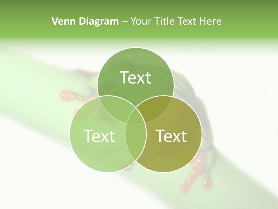 Isolated On White Looking Close Up PowerPoint Template