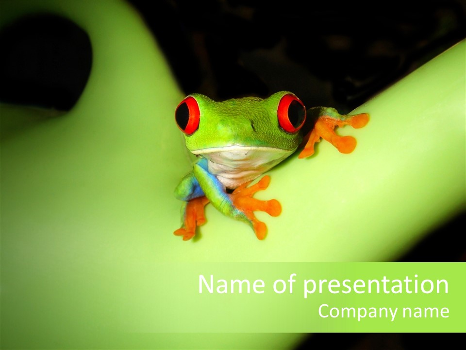 Animal Curiosity Watching PowerPoint Template
