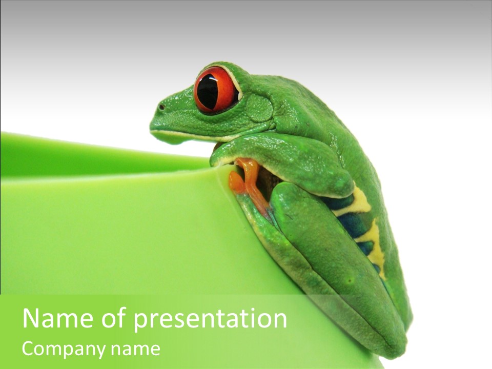 Isolated Animal Green PowerPoint Template