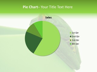 Isolated Animal Green PowerPoint Template