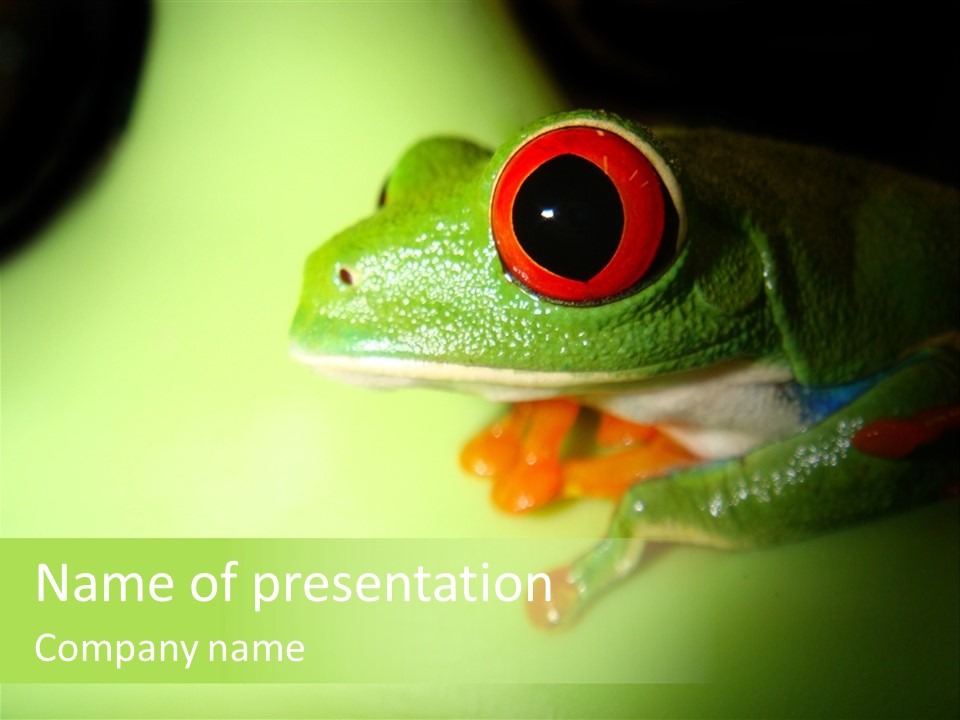 Wildlife Tree Frog Isolated On White PowerPoint Template