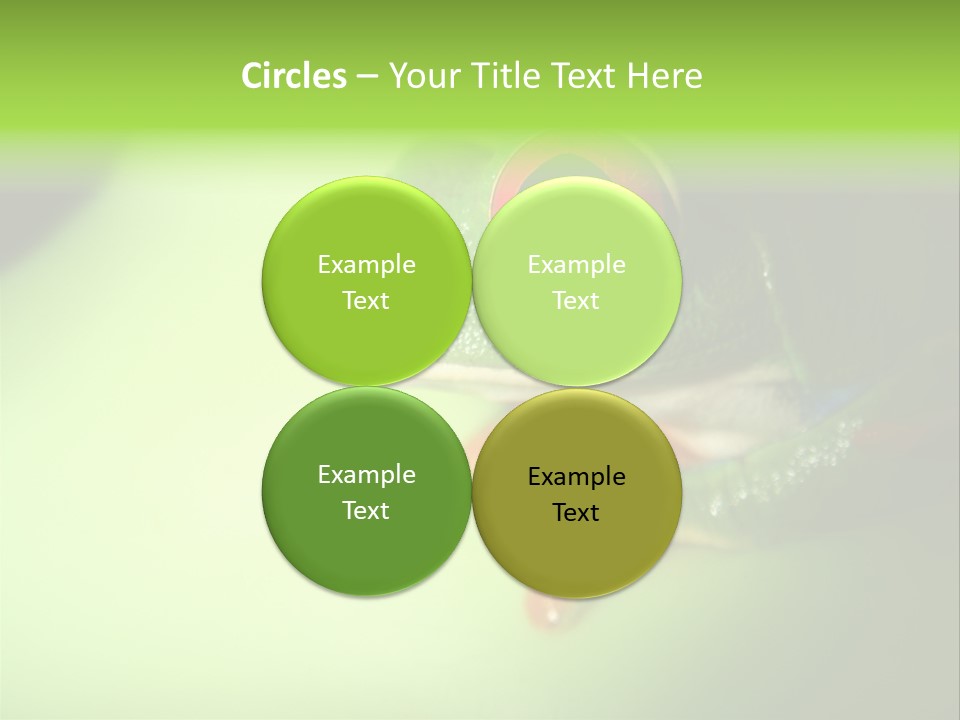 Wildlife Tree Frog Isolated On White PowerPoint Template