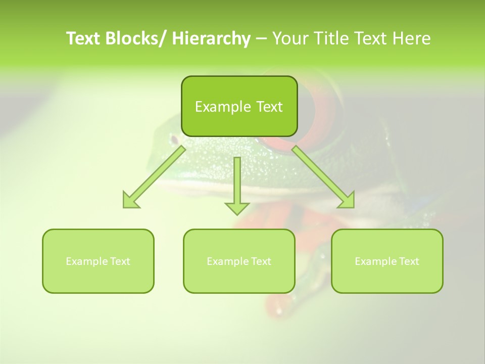 Wildlife Tree Frog Isolated On White PowerPoint Template