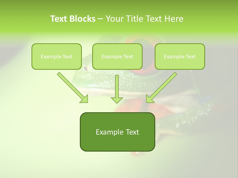 Wildlife Tree Frog Isolated On White PowerPoint Template