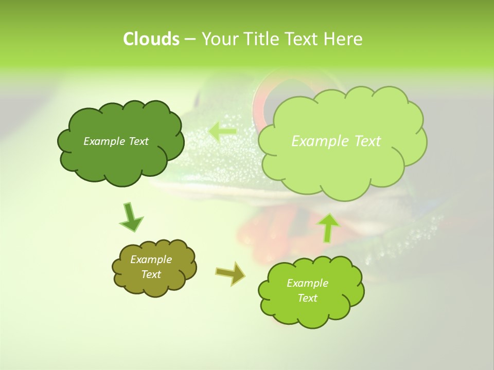 Wildlife Tree Frog Isolated On White PowerPoint Template