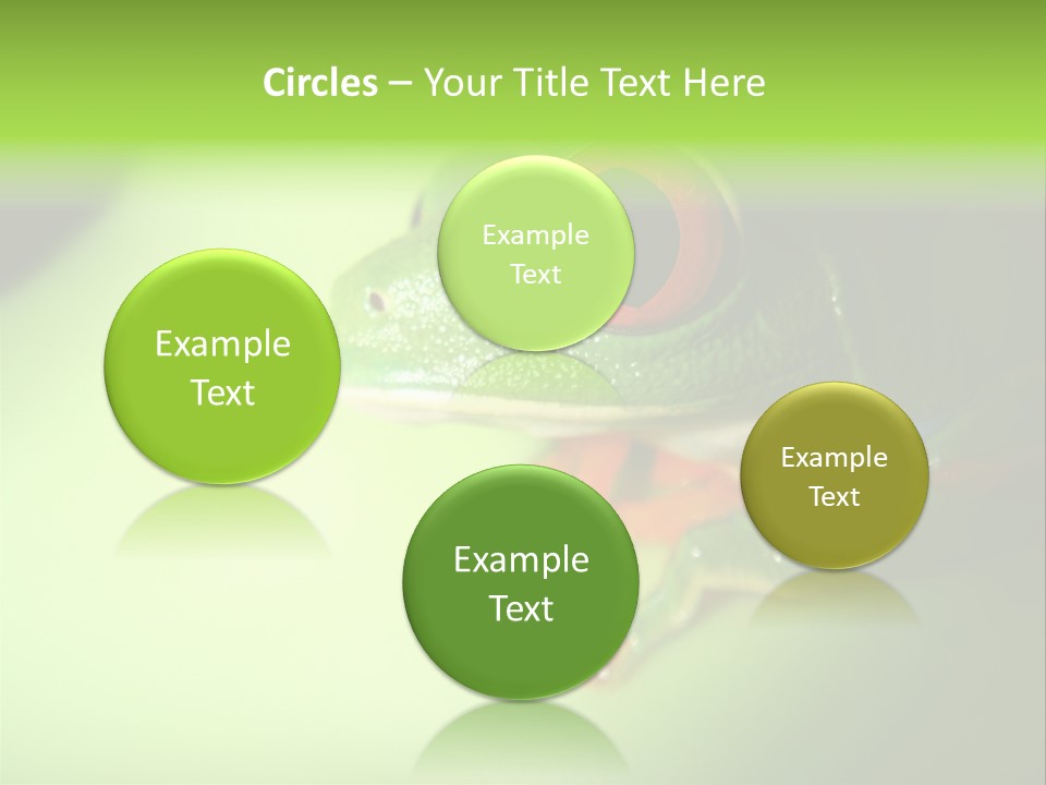 Wildlife Tree Frog Isolated On White PowerPoint Template