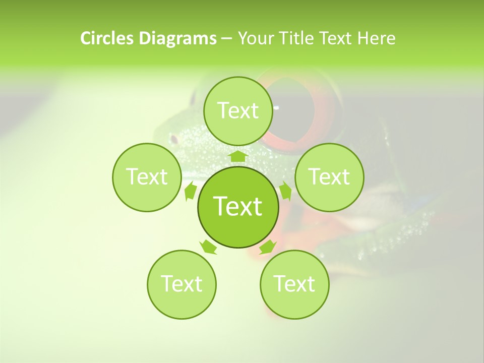 Wildlife Tree Frog Isolated On White PowerPoint Template