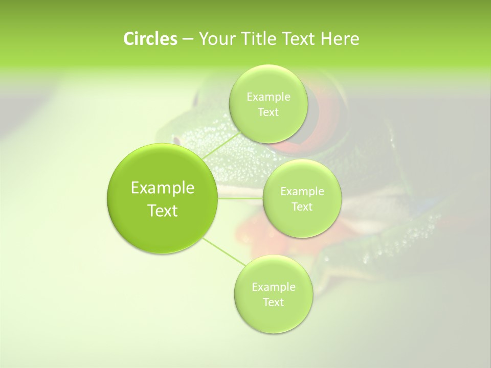 Wildlife Tree Frog Isolated On White PowerPoint Template