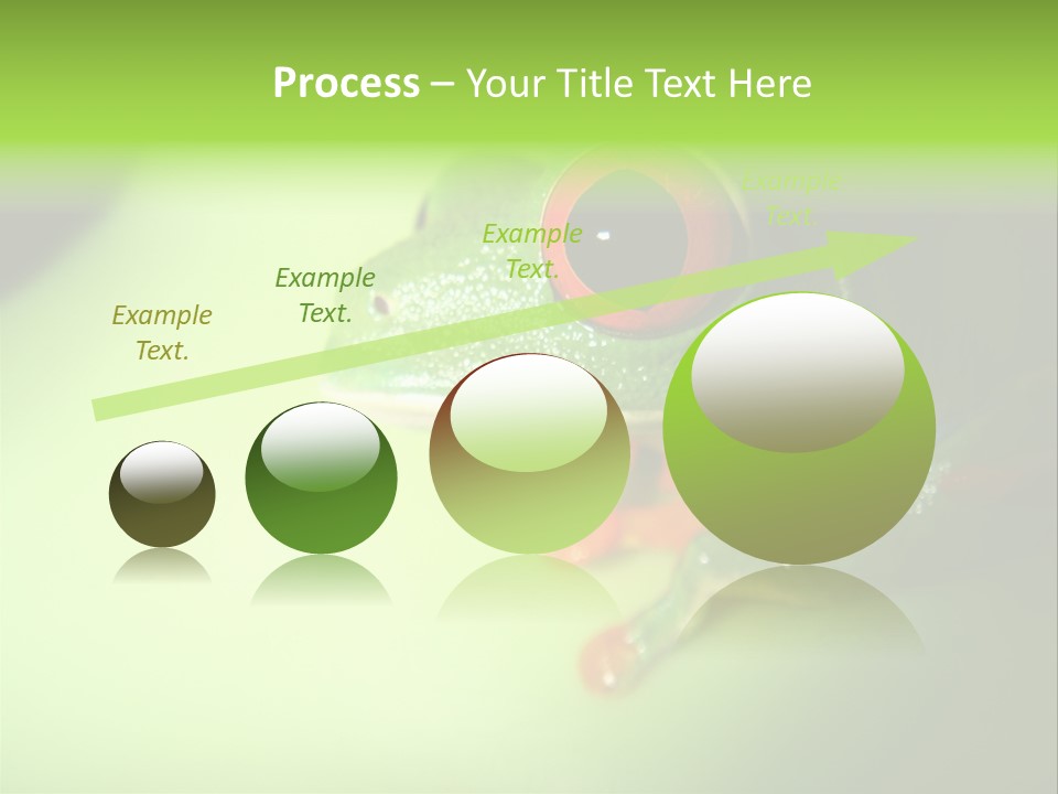 Wildlife Tree Frog Isolated On White PowerPoint Template