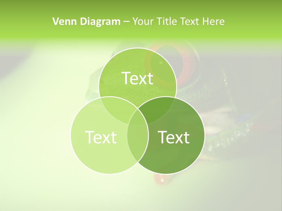 Wildlife Tree Frog Isolated On White PowerPoint Template