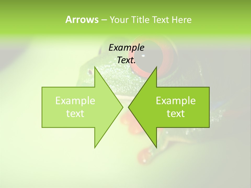 Wildlife Tree Frog Isolated On White PowerPoint Template