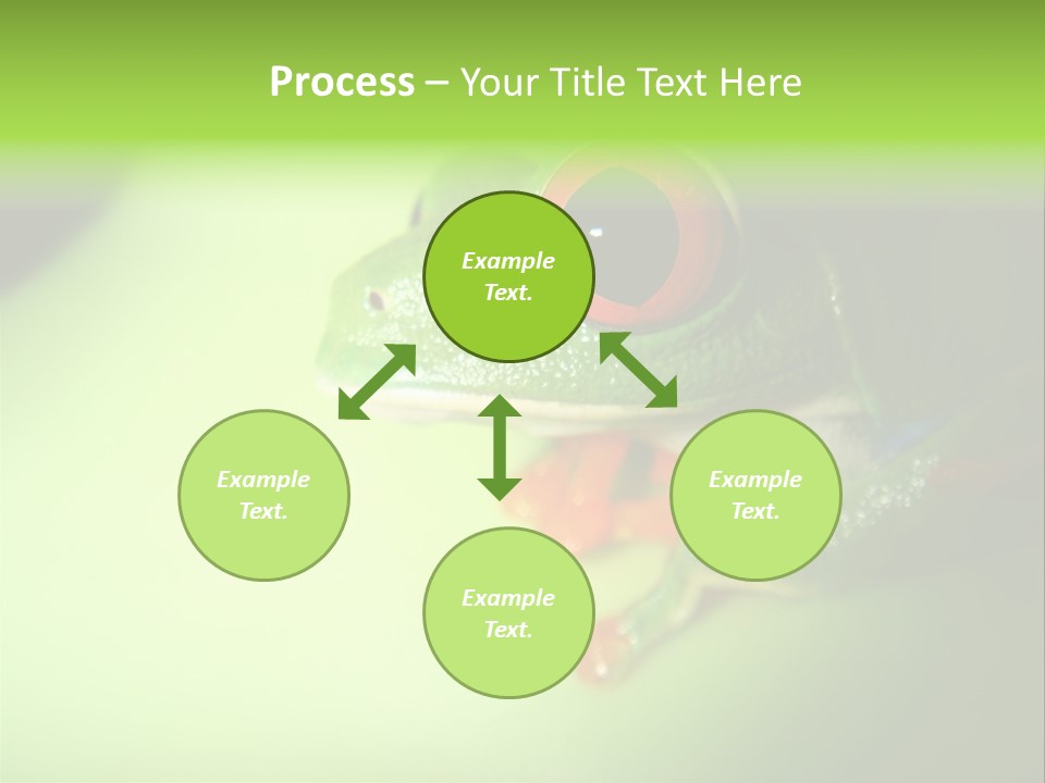 Wildlife Tree Frog Isolated On White PowerPoint Template