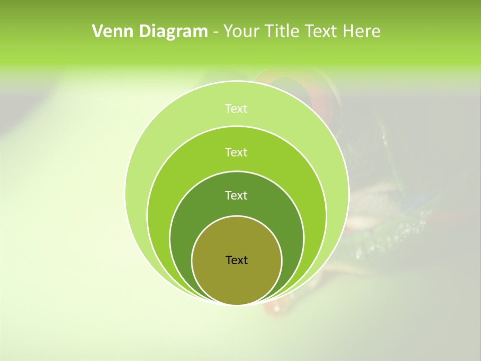 Wildlife Tree Frog Isolated On White PowerPoint Template