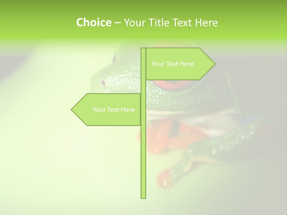 Wildlife Tree Frog Isolated On White PowerPoint Template