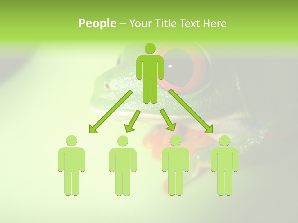 Wildlife Tree Frog Isolated On White PowerPoint Template