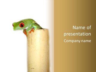 Amphibian Red Eyed Tree Frog Isolated PowerPoint Template