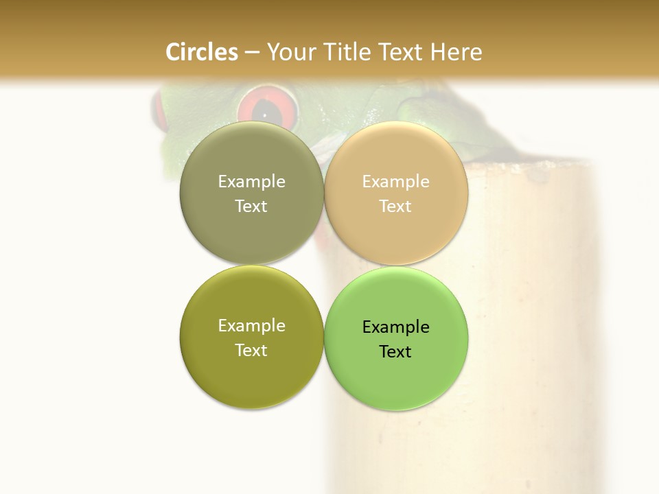 Amphibian Red Eyed Tree Frog Isolated PowerPoint Template