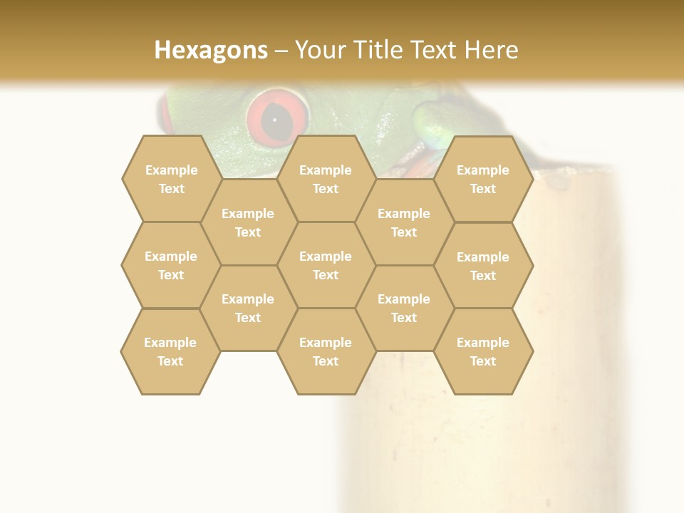 Amphibian Red Eyed Tree Frog Isolated PowerPoint Template