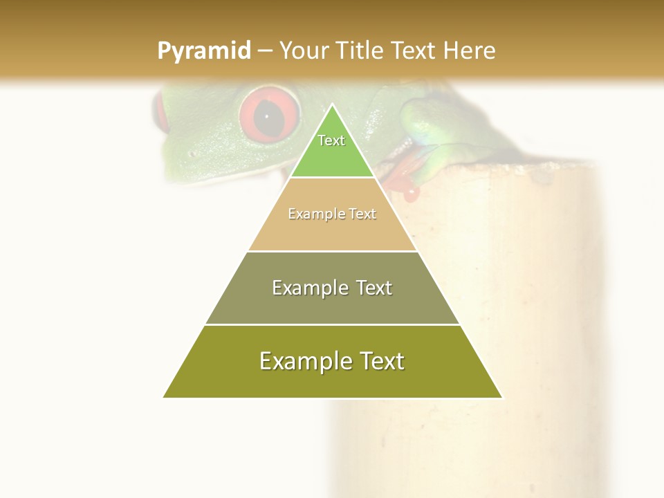 Amphibian Red Eyed Tree Frog Isolated PowerPoint Template