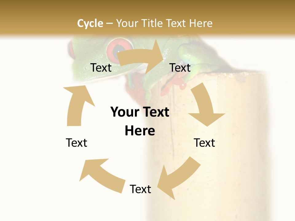 Amphibian Red Eyed Tree Frog Isolated PowerPoint Template