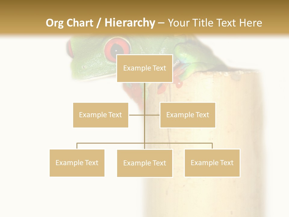 Amphibian Red Eyed Tree Frog Isolated PowerPoint Template