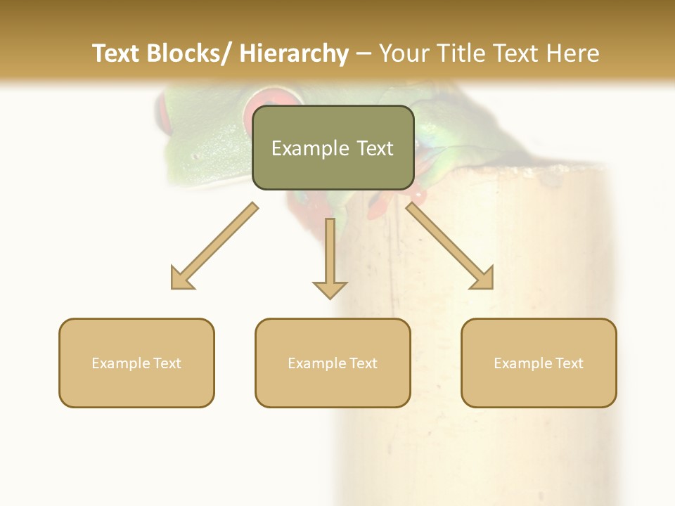 Amphibian Red Eyed Tree Frog Isolated PowerPoint Template