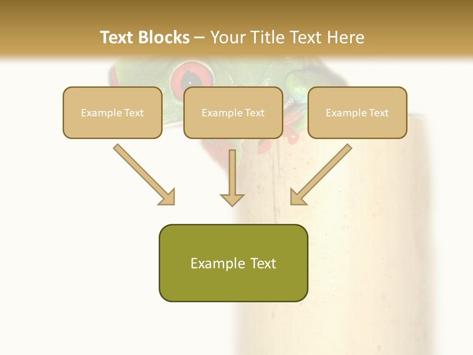 Amphibian Red Eyed Tree Frog Isolated PowerPoint Template