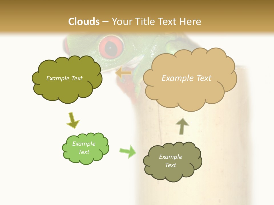 Amphibian Red Eyed Tree Frog Isolated PowerPoint Template