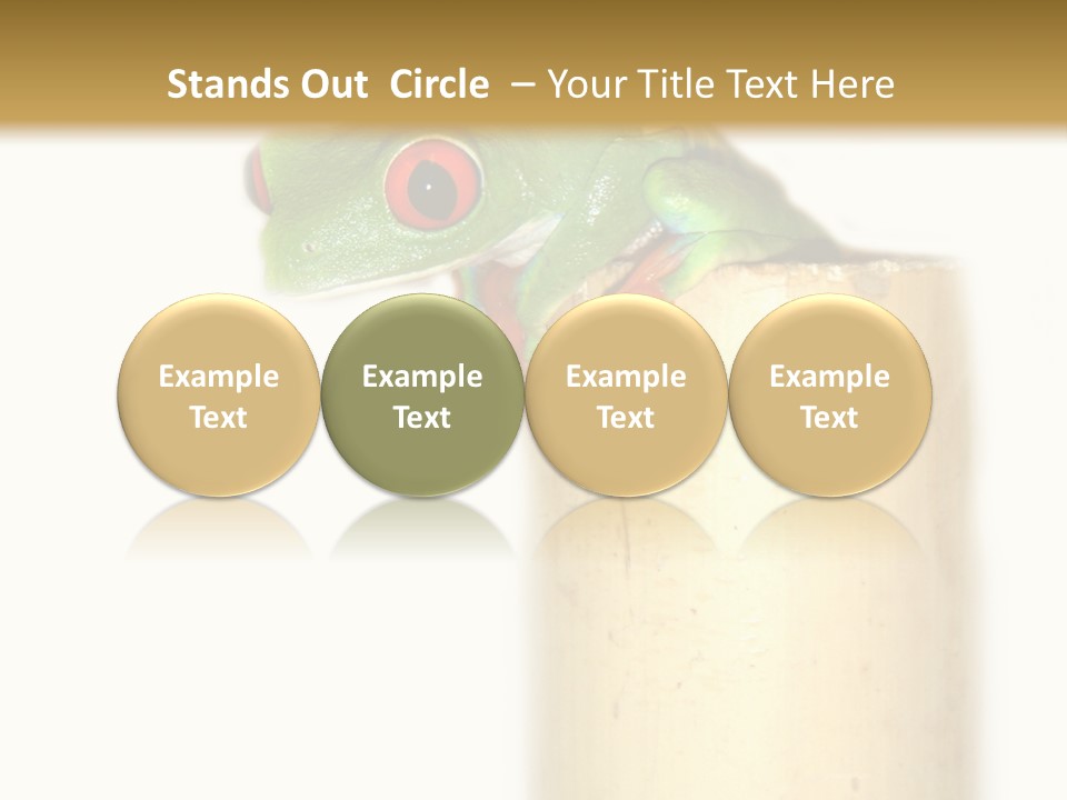 Amphibian Red Eyed Tree Frog Isolated PowerPoint Template