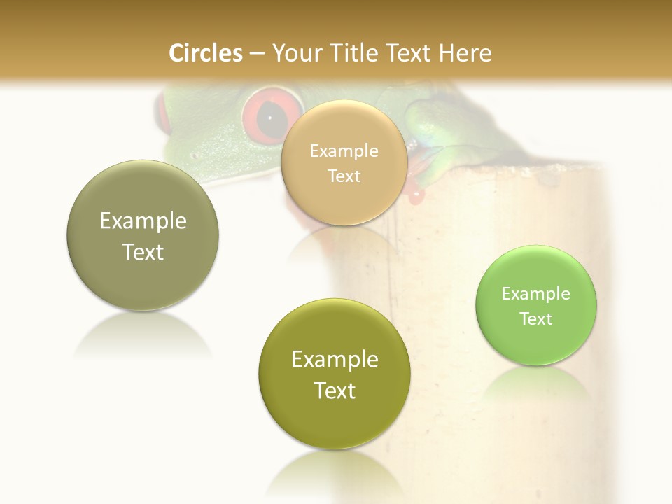 Amphibian Red Eyed Tree Frog Isolated PowerPoint Template