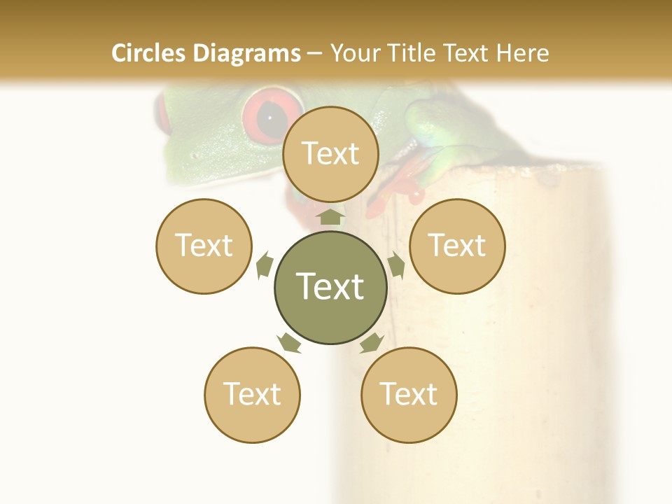 Amphibian Red Eyed Tree Frog Isolated PowerPoint Template