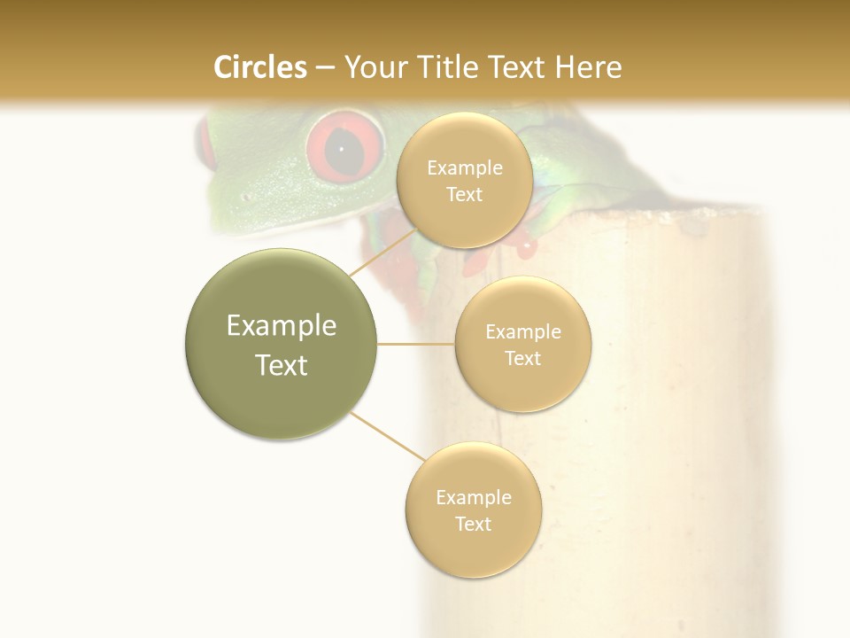 Amphibian Red Eyed Tree Frog Isolated PowerPoint Template