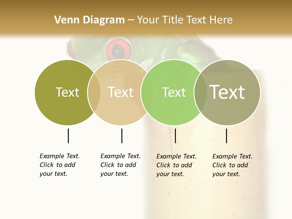 Amphibian Red Eyed Tree Frog Isolated PowerPoint Template