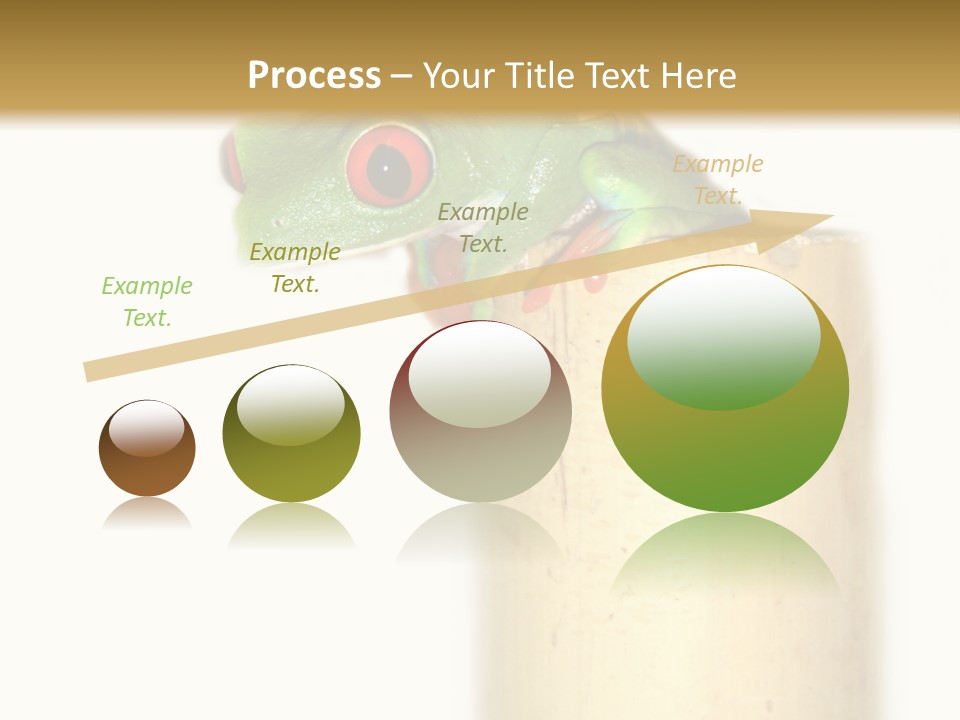 Amphibian Red Eyed Tree Frog Isolated PowerPoint Template