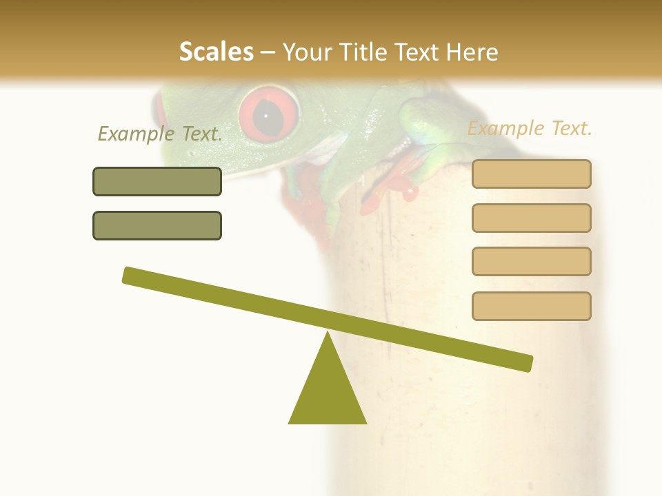 Amphibian Red Eyed Tree Frog Isolated PowerPoint Template