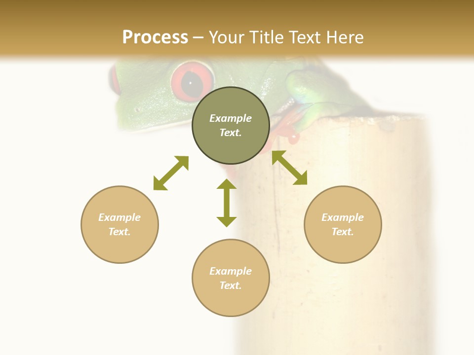 Amphibian Red Eyed Tree Frog Isolated PowerPoint Template