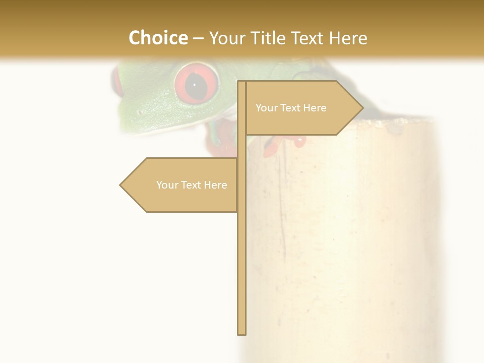 Amphibian Red Eyed Tree Frog Isolated PowerPoint Template